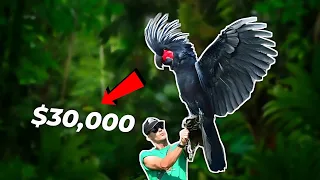 The World's Most Expensive Birds: Can You Guess The Price?