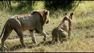 Male Lion Mates with Unknown Lioness (Imbali Male)
