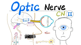 Optic Nerve & Visual Pathway | Cranial Nerve 2 (CN II) | Neuroanatomy Series