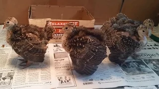 Amazing! Gobbling Baby Turkeys - Calling All Turkeys