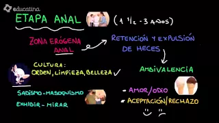 Etapas psicosexuales según Freud