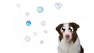 Мыльные пузыри и собака