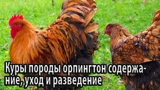 Куры породы орпингтон содержание, уход и разведение