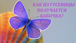 КАК ИЗ ГУСЕНИЦЫ ПОЛУЧАЕТСЯ БАБОЧКА? / ПОЧЕМУЧКА / самые красивые бабочки