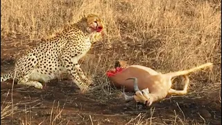 Half Eaten Impala Tries Escaping Cheetah