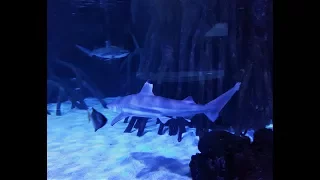 Puerto De La Cruz, Tenerife  - Massive Shark & Stingray Walk Through Aquarium at Loro Parque