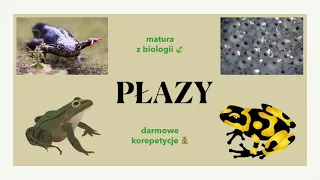 #30 Płazy - podział, budowa, charakterystyka 🐸 matura z biologii 📕 liceum ✅