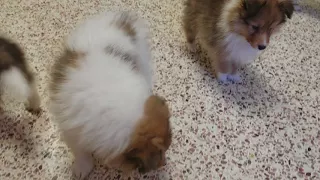 Sheltie puppies and a piglet!