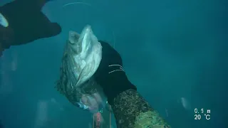 spearfishing grouper / לוקוס אירדי