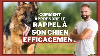 Comment apprendre le rappel a son chien efficacement ?