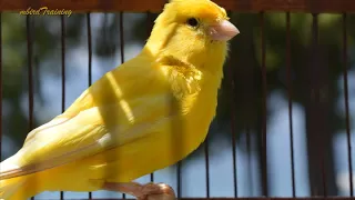 canary singing video - the best canary training song 40 minutes