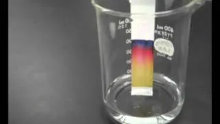 🧪Paper Chromatography - Chemistry Experiment with Mr Pauller