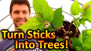 How to Grow Mulberry Trees from Cuttings | Expanding Our Fruit Trees: Beginnings of a Food Forest