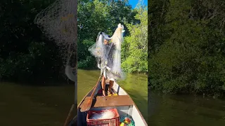 cardume de tainha na boca do rio ! pescaria com tarrafa.