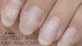 Cuticles & Nail Anatomy