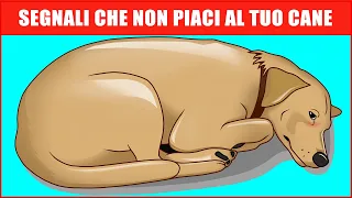 14 Segni Che Il Tuo Cane Non Ti Vuole Bene (Anche Se Pensi Lo Faccia)