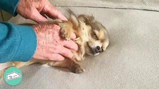 Tiny Chihuahua Was Afraid Of Everything. Until He Met Grandpa | Cuddle Buddies