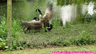 Canada Geese Fight