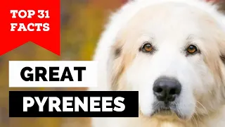 99% of Great Pyrenees Dog Owners Don't Know This
