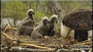 Decorah Eagles ~ AMAZING Mom Brings In 2 Fish In 6 Minutes & Feeds Her Well Behaved Eaglets! 5.1.20