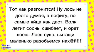 🤠Анекдот про Лося и Волка!Самые Смешные анекдоты!Смех!Юмор!Подборка весёлых Анекдотов!