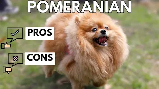 Pomeranian Pros and Cons