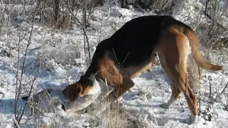 ЗАЙКА.  Охота на русака с гончей