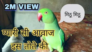 मिट्ठू की प्यारी सी आवाज | सबसे प्यारा तोता | mithu raza