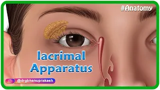 Anatomy of lacrimal apparatus Animation - USMLE Step 1