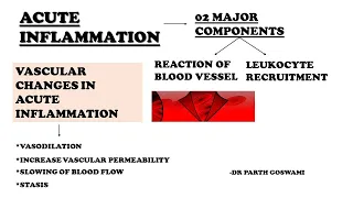 Acute Inflammation | Vascular Change in Acute inflammation |Reaction of Blood Vessel in Inflammation