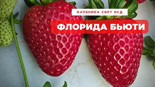 сорт клубники НСД Флорида бьюти