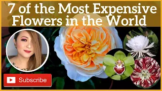 7 of the Most Expensive Flowers in the World//Discover Most Expensive Flowers in the World