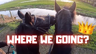 Where are we going? A trail ride on Queen👑Uniek with the GoPro | Friesian Horses