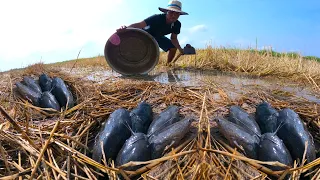 BEST HAND FISHING - Top unique fishing & catching catfish underground by hand a fisherman