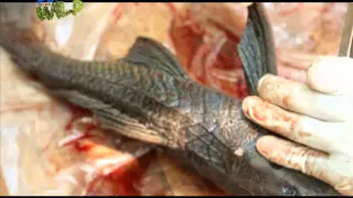 Doc Ferds dissects an invasive catfish | Born to be Wild