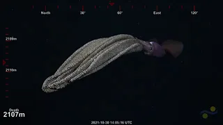 ROV Dive S0471 - Auka Vent Field