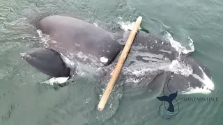 Кит и бревно 🪵🐋