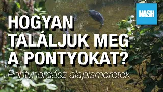 HOGYAN TALÁLJUK MEG A PONTYOKAT DRÁGA ESZKÖZÖK NÉLKÜL❓- PONTYHORGÁSZ ALAPISMERETEK