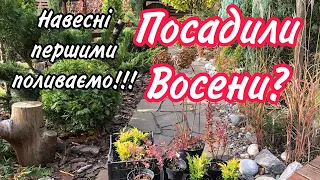 Посадили в листопаді, навесні в першу чергу поливаємо.Нові квітники.Створюємо сад восени.