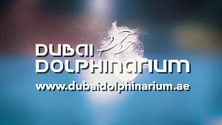 DOLPHIN SHOW @ Dubai Dolphinarium
