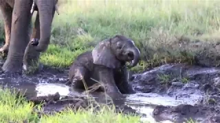 Newborn elephant discovers its trunk!