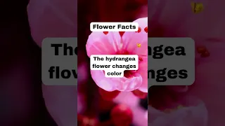 These are not normal flowers#shorts #shortfeed #ytshorts #facts #reels