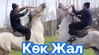 Көк Жал Көк -Белде✊️Улагы  Гарантия💯