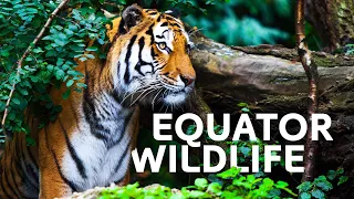 The Incredible Wildlife Living At Our Equator | Equator Specials | All Out Wildlife