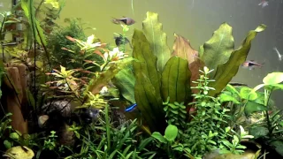 Мій акваріум. (My aquarium)