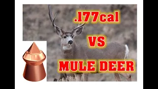 .177cal PELLET vs MEDIUM SIZED Game...ILLEGAL but DEADLY!!!