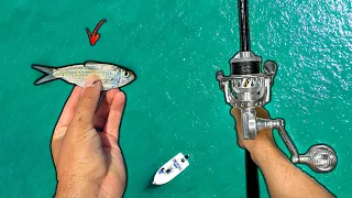 Best Live Baits For Snook Fishing In Florida... Why Guides Use These!