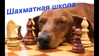 Урок 22. Связь стратегии и тактики в шахматах.