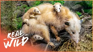 The Animal Kingdom's Most Devoted Parents (Nature Documentary) | Wild America | Real Wild