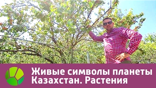 Живые символы планеты. Казахстан. Растения | Живая Планета